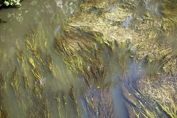 Ένα Κοντινό Πλάνο Του Κομμένο Πράσινο Γρασίδι Στο Νερό Ιδανικό — Φωτογραφία Αρχείου