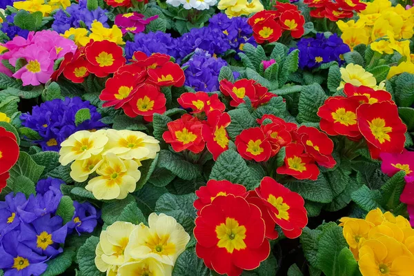 Bel Colpo Fiori Primula Con Colori Diversi Giardino — Foto Stock