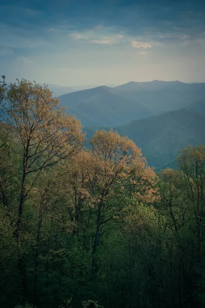 Een Prachtig Landschap Van Bomen Groeiend Berghelling Tijdens Een Zonsondergang — Stockfoto