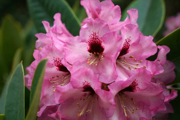 Close Belo Rosa Great Rhododendron — Fotografia de Stock