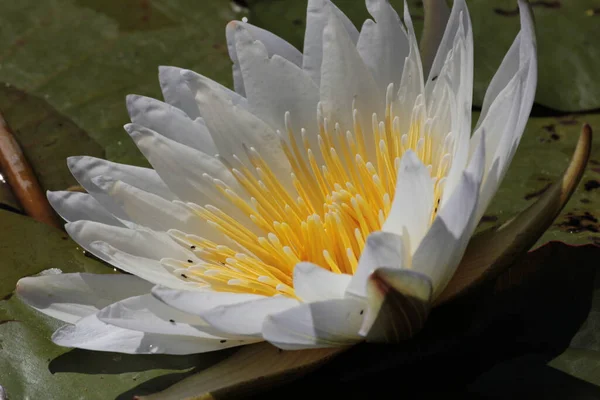 Eine Nahaufnahme Der Schönen Seerose — Stockfoto