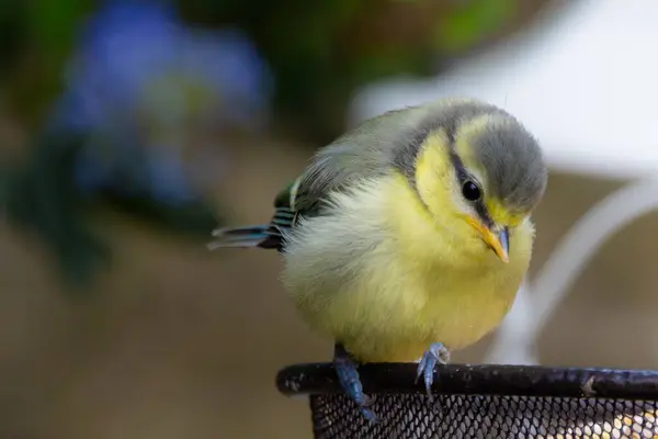 Primo Piano Piccolo Uccello Carino Con Sfondo Sfocato — Foto Stock