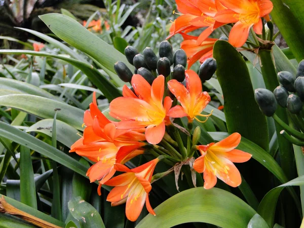 Beautiful Shot Bush Lilies — Stock Photo, Image