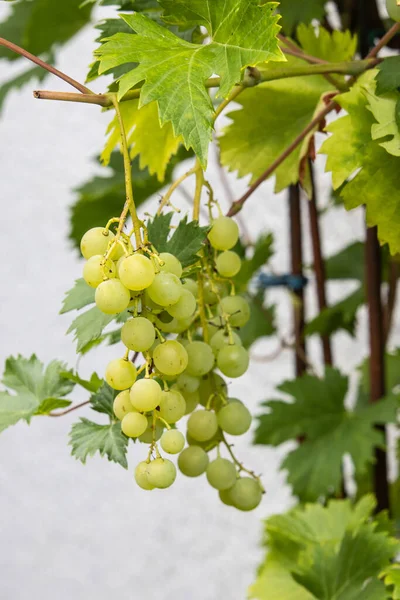 Eine Vertikale Nahaufnahme Von Grünen Trauben Die Auf Einem Baum — Stockfoto