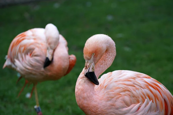 Een Close Shot Van Mooie Flamingo — Stockfoto