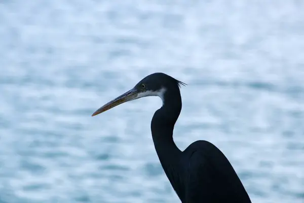 Una Hermosa Toma Garza Junto Lago —  Fotos de Stock