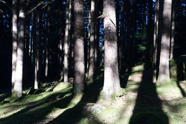 Gros Plan Troncs Dans Une Forêt — Photo