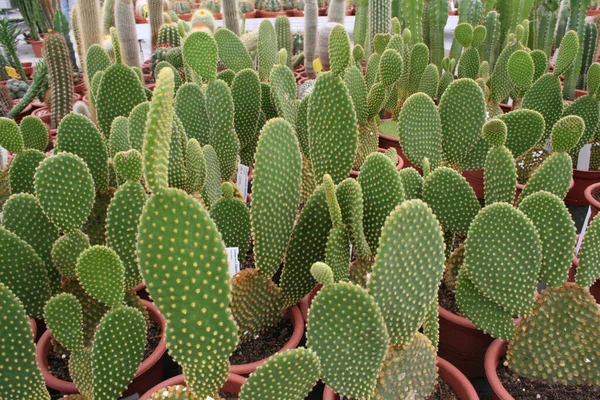 Vackra Taggiga Kaktusarna Krukorna — Stockfoto