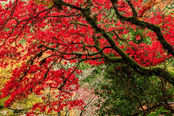 Una Toma Increíble Los Hermosos Jardines Butchart Brentwood Bay Columbia — Foto de Stock