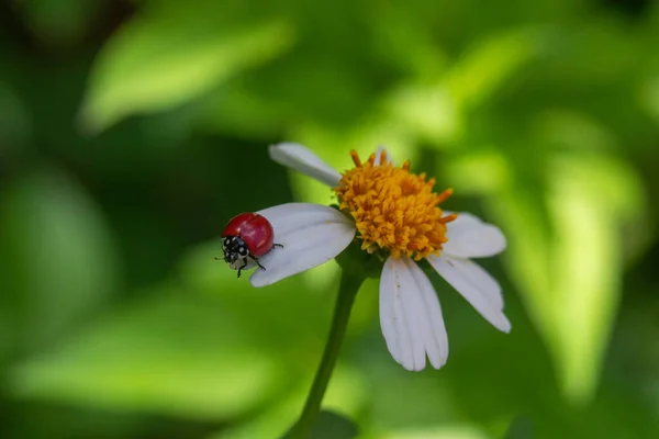 Kırmızı Bir Uğur Böceğinin Beyaz Siyah Bir Çiçek Üzerindeki Yumuşak — Stok fotoğraf