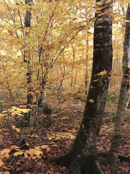 Plano Vertical Hermoso Bosque Con Hojas Amarillas Otoño Durante Día — Foto de Stock
