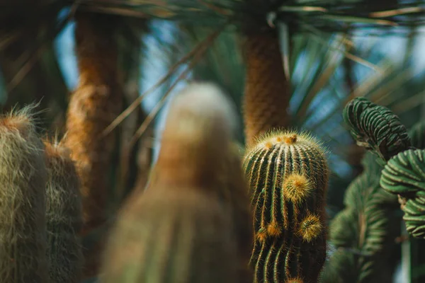 Plan Sélectif Des Plantes Cactus — Photo