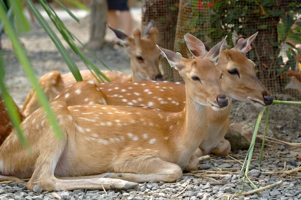 Grupp Rådjur Äter Gräs Zoo — Stockfoto