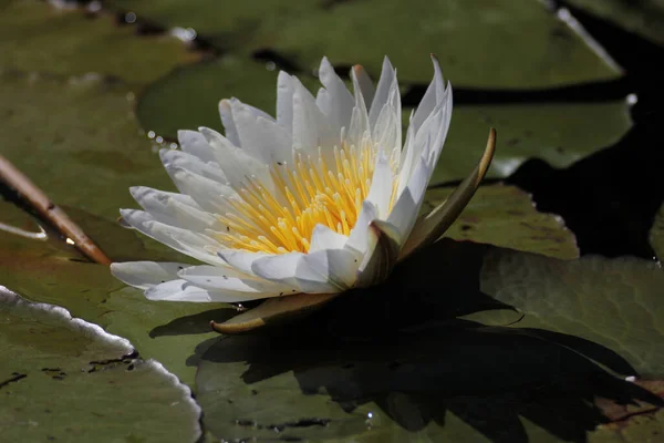 Een Close Van Mooie Waterlelie — Stockfoto