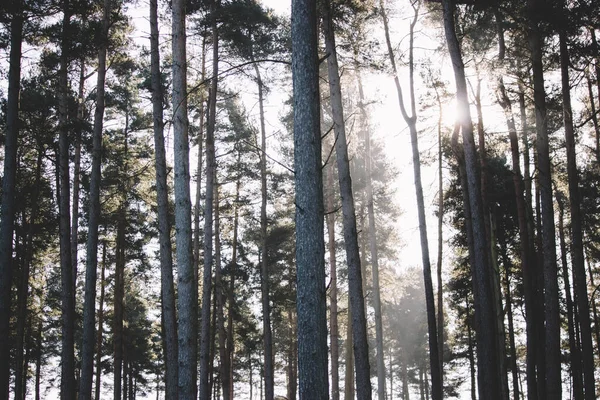 Ліс Високими Сосновими Деревами Білому Небі — стокове фото