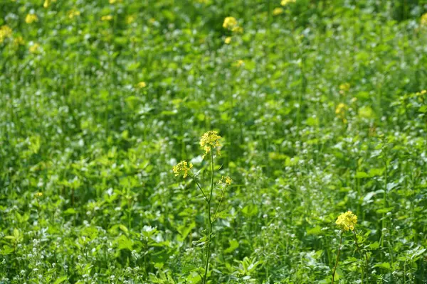 黄色の花の美しいフィールド — ストック写真