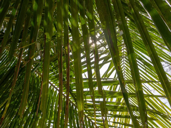 Een Close Van Bladeren Van Babassu Plant — Stockfoto