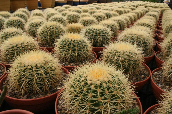 Gros Plan Cactus Fleurs Dans Des Pots Fleurs — Photo