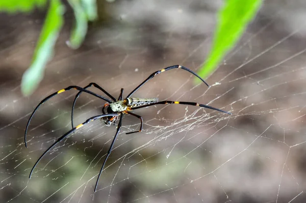 Araña Verde Con Largas Patas Negras Con Rayas Amarillas Sentadas — Foto de Stock