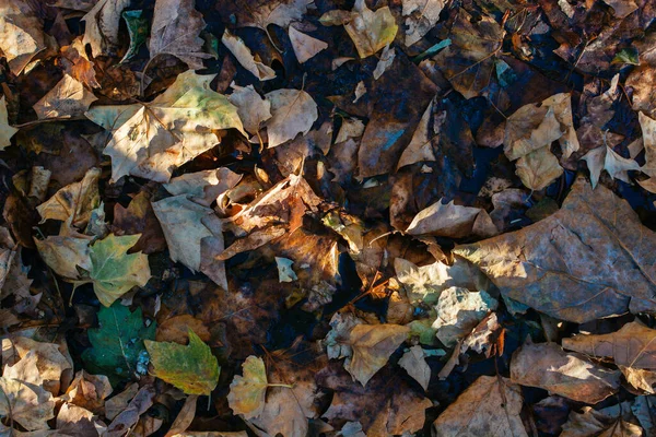 Detailní Záběr Podzimního Listí Zemi — Stock fotografie