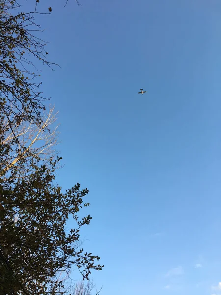 Tiro Vertical Galhos Árvore Fundo Céu Azul — Fotografia de Stock