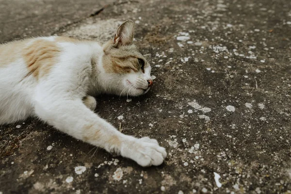 Simpatico Gatto Assonnato Sdraiato Terra — Foto Stock