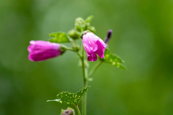 Närbild Skott Rosa Geranium Blommor Med Suddig Bakgrund — Stockfoto