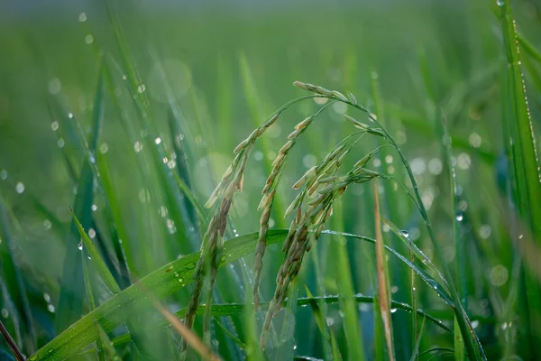 Selective Focus Shot Paddy Field Morning Dew — Stock Photo, Image