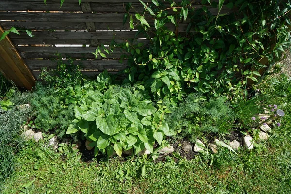 Wachstum Vor Ländlichem Holzzaun — Stockfoto