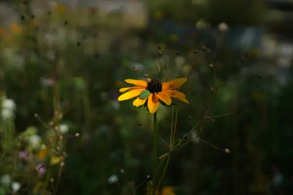 Primer Plano Girasol Sobre Fondo Borroso —  Fotos de Stock