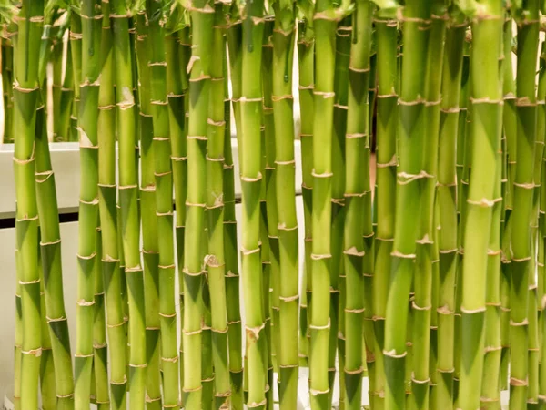 Közelkép Egy Zöld Bambuszról Tökéletes Háttér — Stock Fotó
