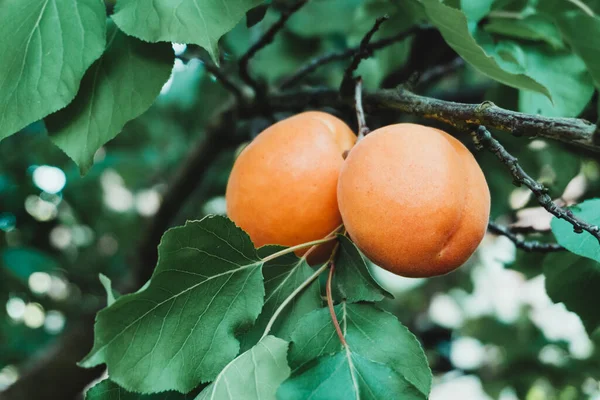 Eine Nahaufnahme Von Reifen Aprikosenfrüchten Auf Dem Ast — Stockfoto