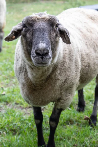 Tarlada Tüylü Şirin Bir Koyunun Dikey Yakın Çekimi — Stok fotoğraf