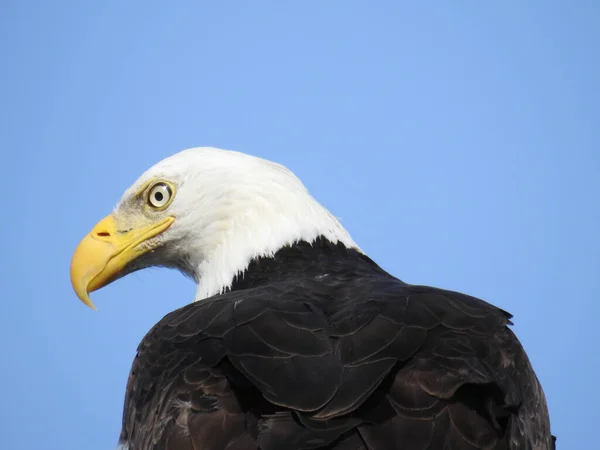 Närbild Den Majestätiska Fiskörnen Den Blå Himlen Kanada Dagsljus — Stockfoto