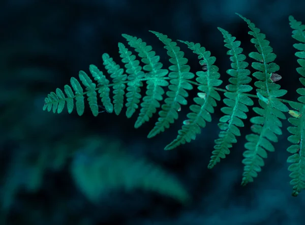 Soft Focus Fern Fronds Forest Floor Troodos Mountain Range Cyprus — Stock Photo, Image