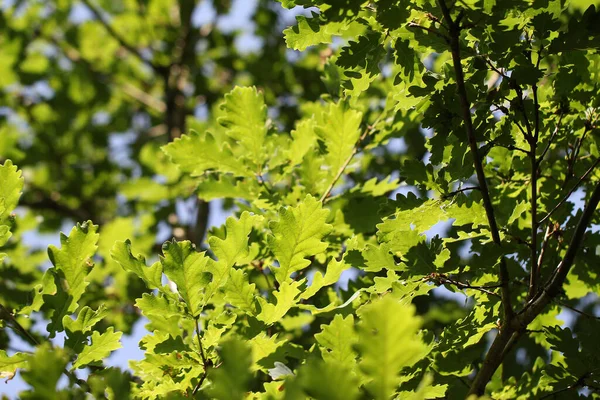 A closeup of pedunculate oak leaves — Stock Image Closeup Pedunculate Oak Leaves Stock Picture