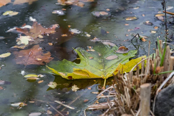 Een Close Van Herfstbladeren Grond Regen — Stockfoto