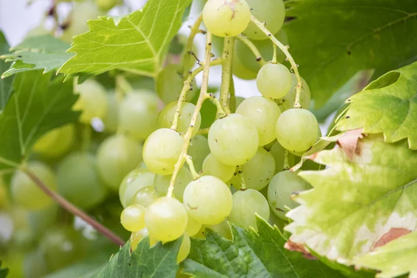 Een Close Shot Van Rijpe Groene Druiven Groeien Een Boom — Stockfoto