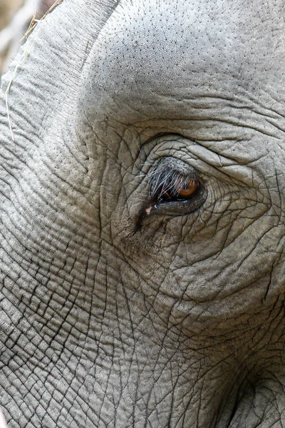 Closeup Elephant Eye — Stock Photo, Image