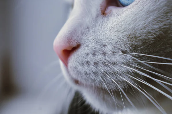 Closeup Shot Beautiful White Domestic Cat — Stock Photo, Image