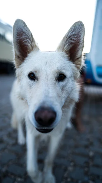 Vertical Shot White Dog Looking Straight Perfect Background — Stock Photo, Image