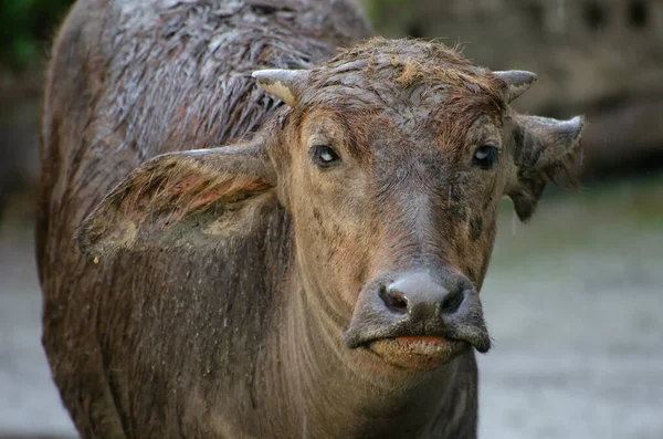 Närbild Buffel Som Står Regnet — Stockfoto