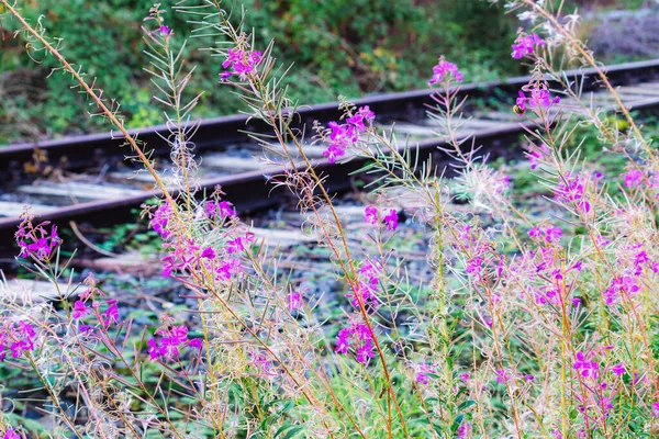 Mor Çiçek Açan Kır Çiçekleri Tren Raylarının Yanında — Stok fotoğraf