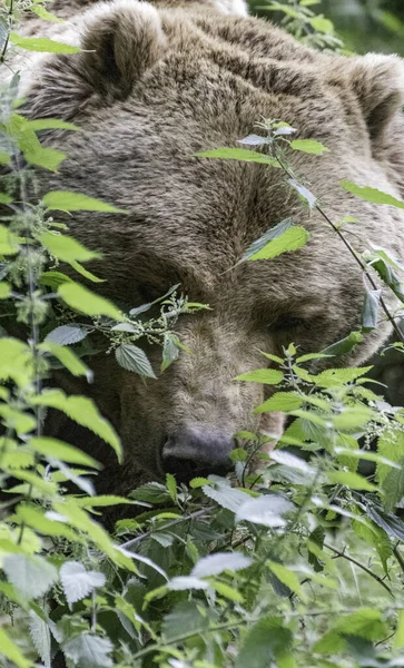 Eine Vertikale Aufnahme Eines Braunbären Der Natur — Stockfoto