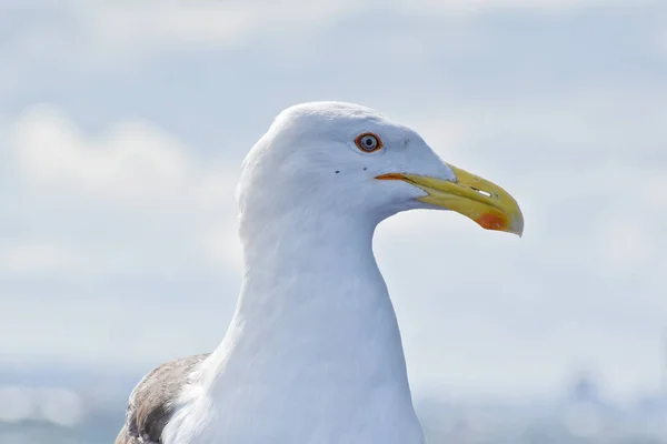 Closeup Seagull Outdoors Daylight — Stock Photo, Image