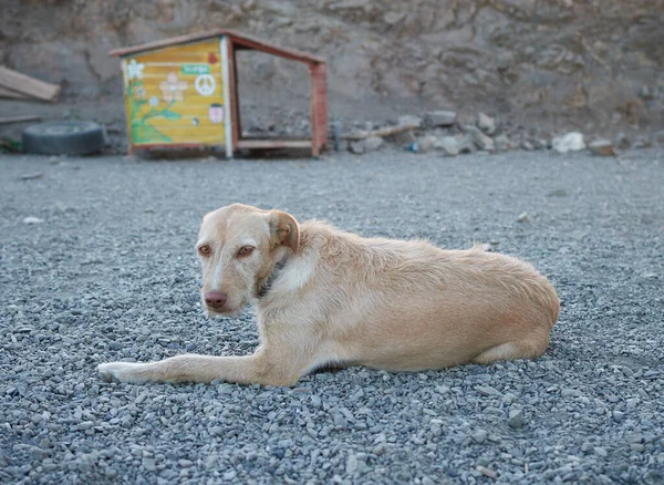 Крупный План Бежевой Собаки Лежащей Земле Отдыхающей Солнечным Светом — стоковое фото