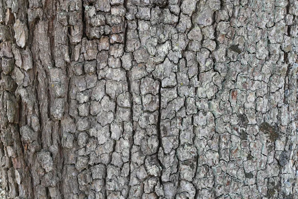 Primo Piano Una Struttura Corteccia Albero Sfondo Carta Parati — Foto Stock