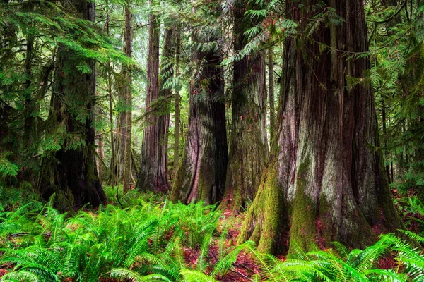 Beautiful Shot Trees Forest Landscape — Stock Photo, Image