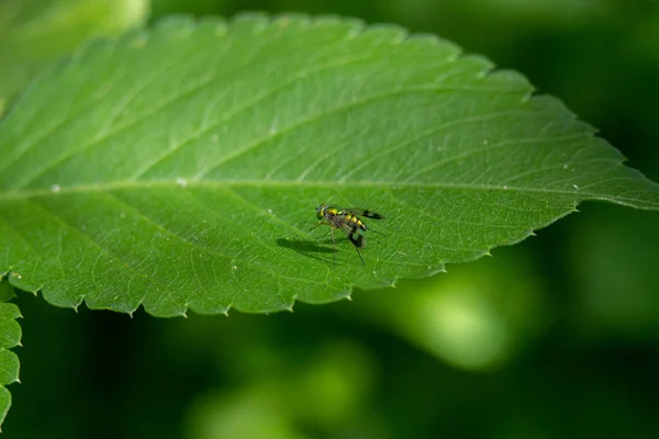 Close Uma Mosca Pernas Longas Uma Folha Verde — Fotografia de Stock