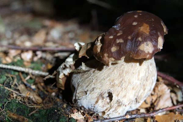 Closeup Shot Mushroom — Stock Photo, Image